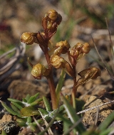 Frog orchid
